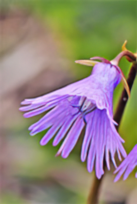 Alpine Snowbell