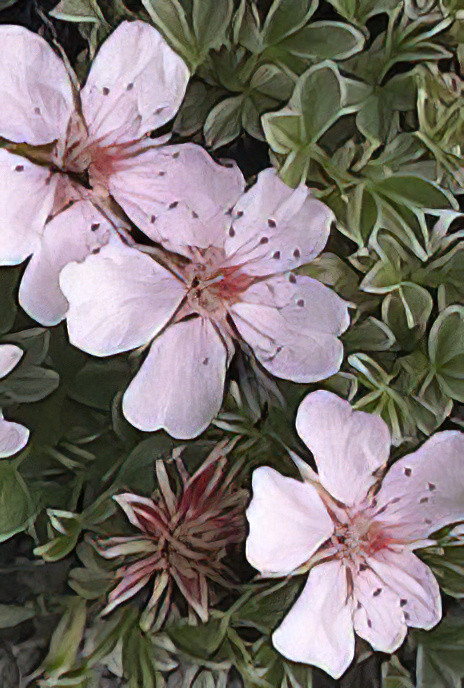 Pink Cinquefoil