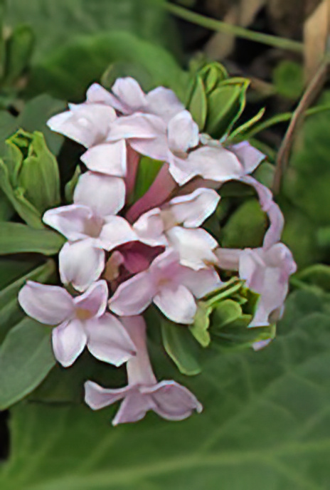 Striated Daphne