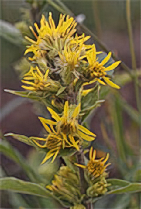 Golden Rod