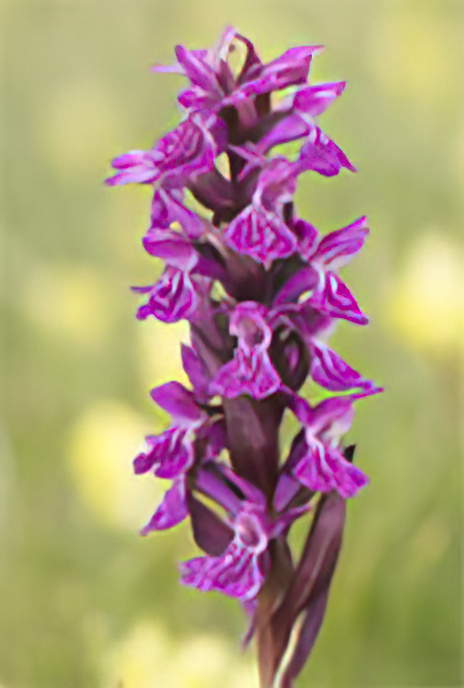 Western Marsh Orchid