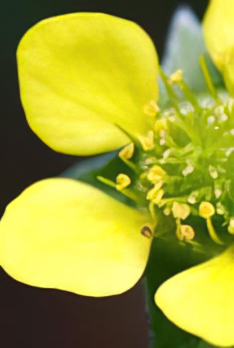 Wood Avens
