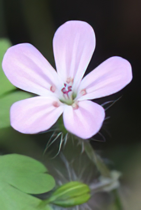 Herb Robert