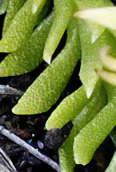 Marsh Clubmoss