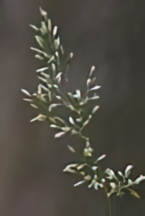 Wood Meadow-grass