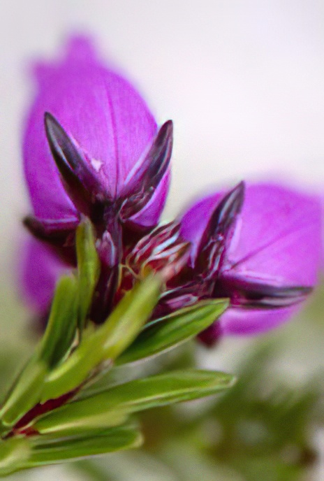 Bell Heather