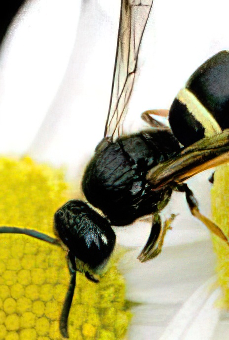 Mason Wasp