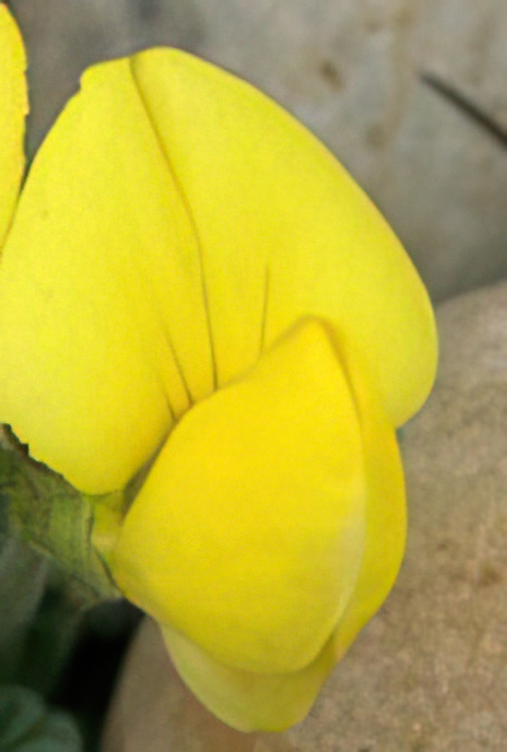 Hairy Bird’s-foot-trefoil