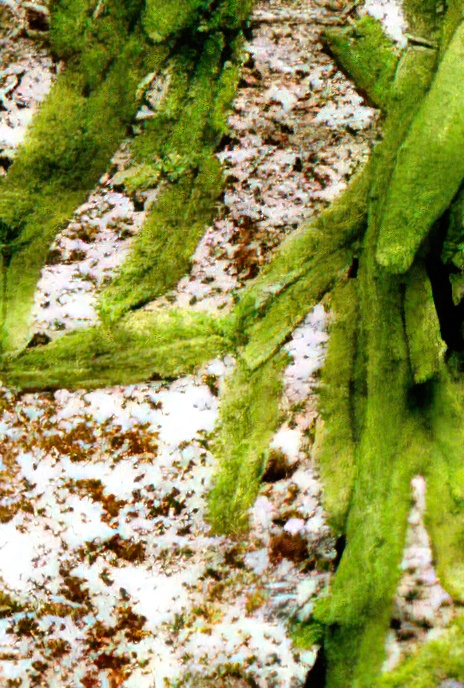 Arborial Thalloid Liverwort