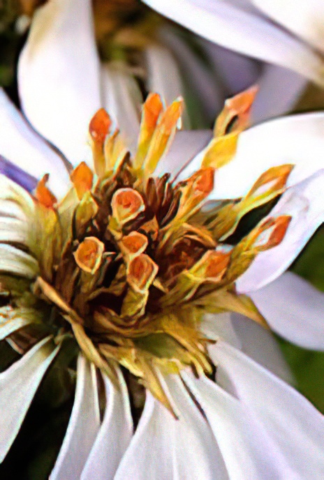 Sea Aster