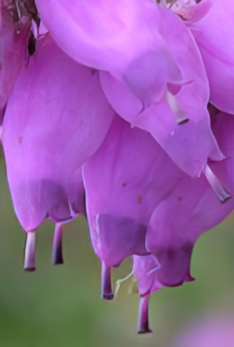 Dorset Heath