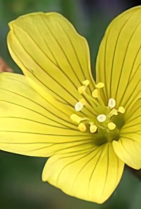 Marsh St John’s-wort