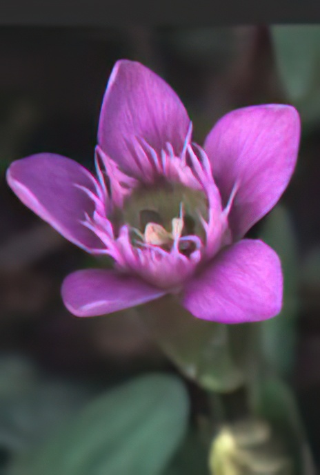 Felwort or Autumn Gentian