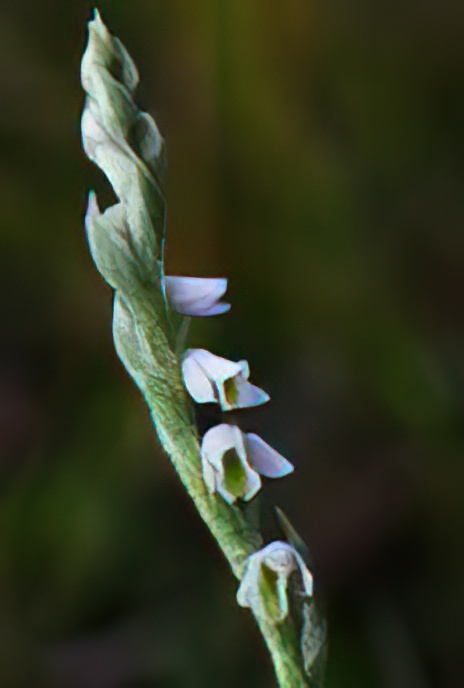 Autumn Lady’s Tresses