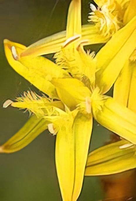 Bog Ashphodel