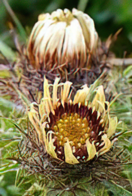 Carline Thistle