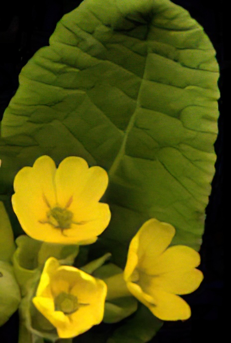 Cowslip