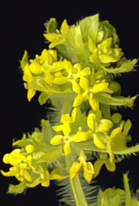 Crosswort