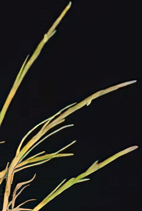 Curved Sea Hard Grass