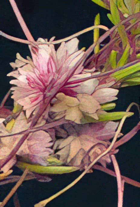 Dodder