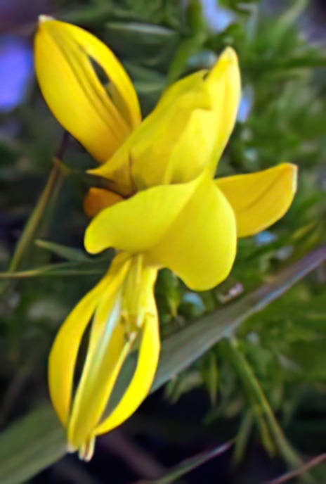 Dwarf Gorse