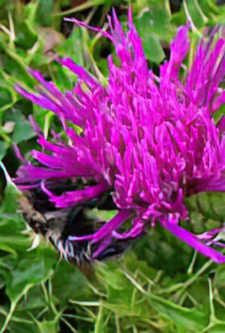 Dwarf Thistle