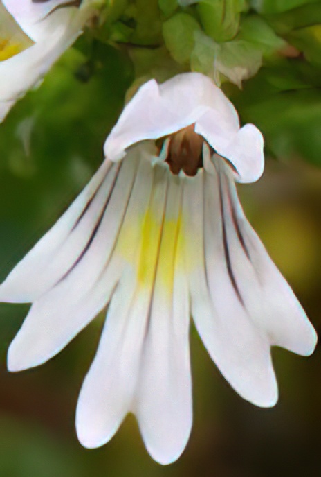 Common Eyebright