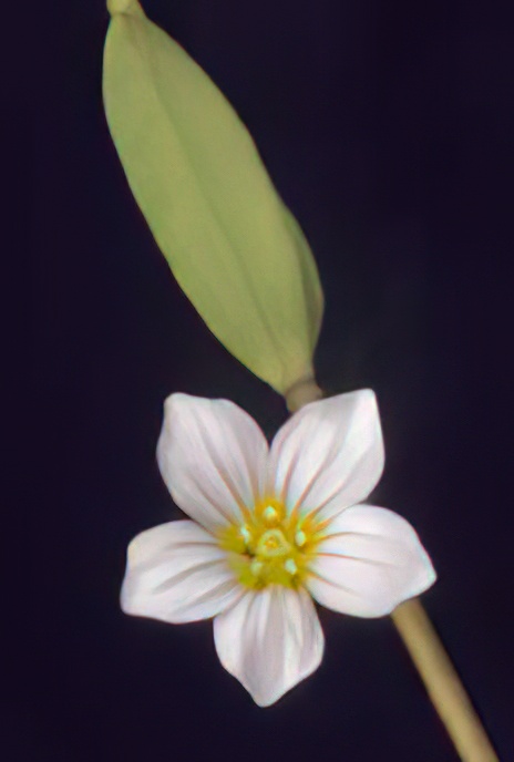 Fairy Flax