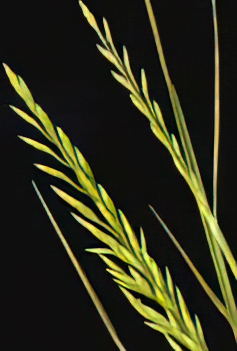 Fern Grass