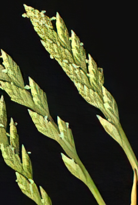 Sea Fern-grass