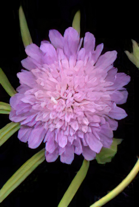 Field Scabious