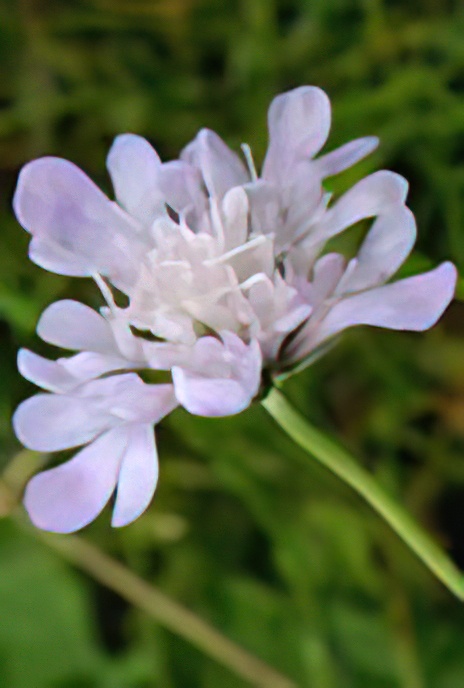 Small Scabious