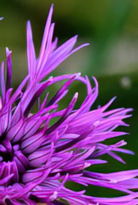Greater Knapweed