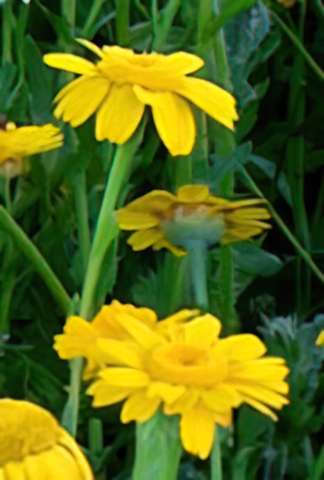 Corn Marigold