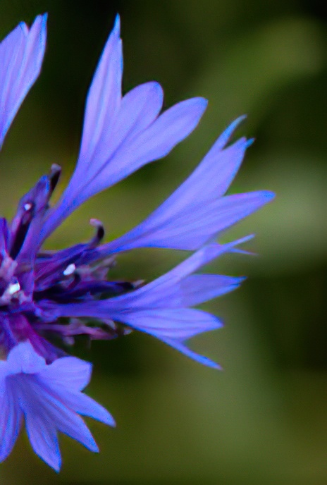 Cornflower