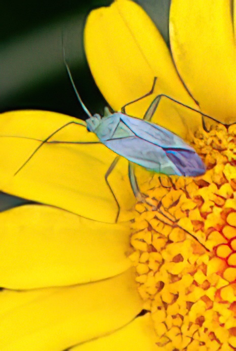 Common Green Capsid