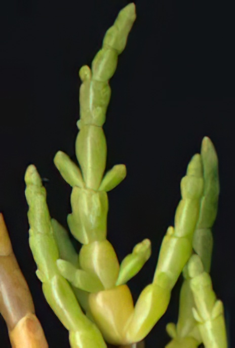 Perennial Glasswort