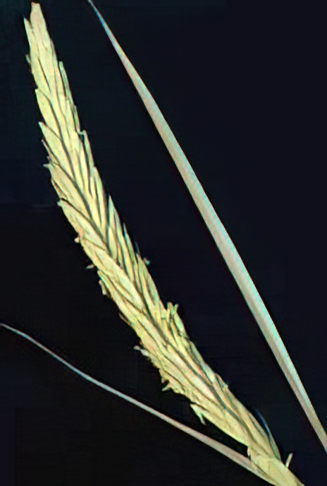 Lyme Grass