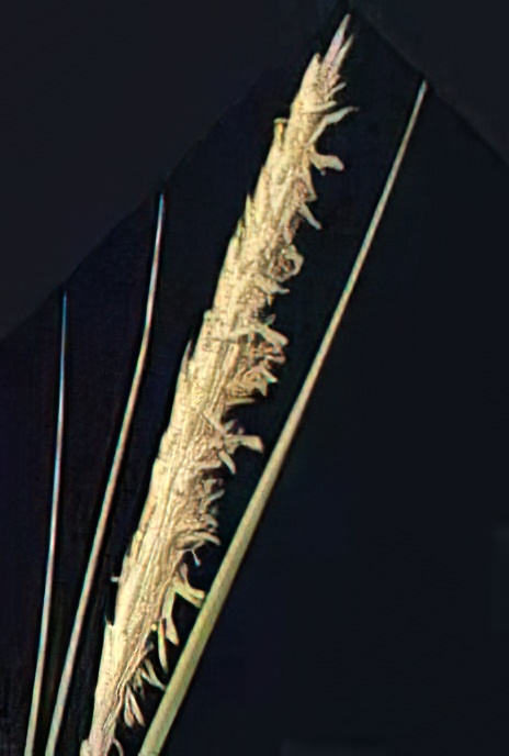 Marram Grass