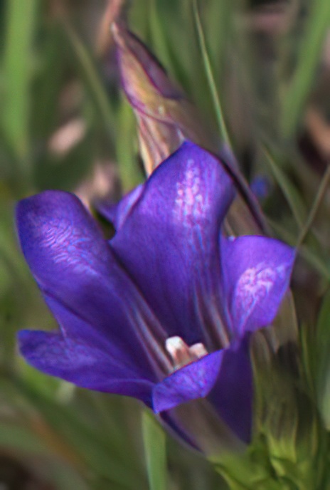 Marsh Gentian