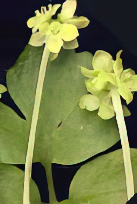 Moschatel