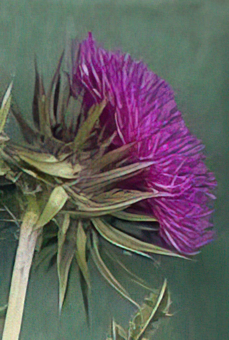Musk Thistle