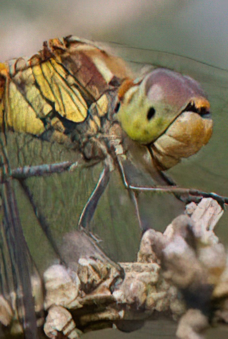 Black-tailed Skimmer