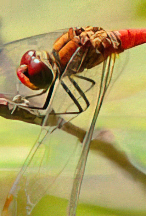 Ruddy Darter