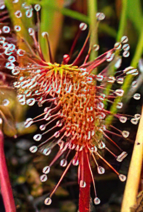 Oblong-leaved Sundew