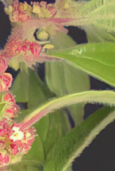 Pellitory-on-the-wall