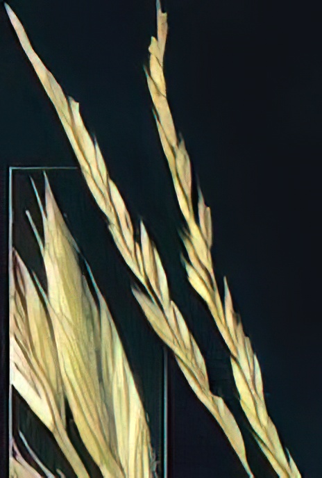 Rush-leaved Fescue