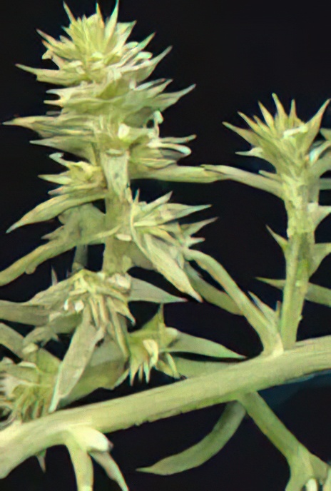 Saltwort