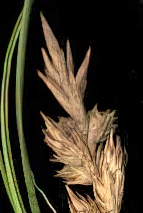 Sand Sedge