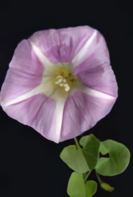 Sea Bindweed